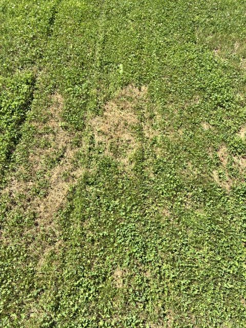 Lawn after three days over 100 degrees: dormant tan grass patches next to clover that remained green